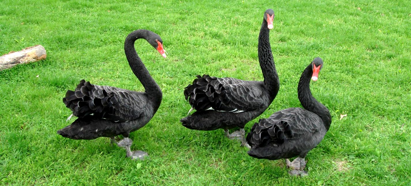 Peoria Black Swan - Zoo