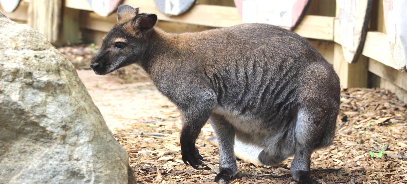 wallaby animal facts