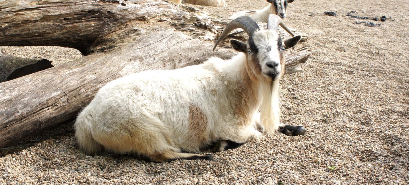 Peoria Zoo Nigerian Dwarf Goat - Peoria Zoo