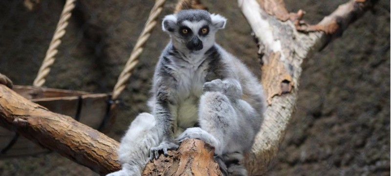 A Ring-tailed Lemur in the Zoo · Free Stock Photo