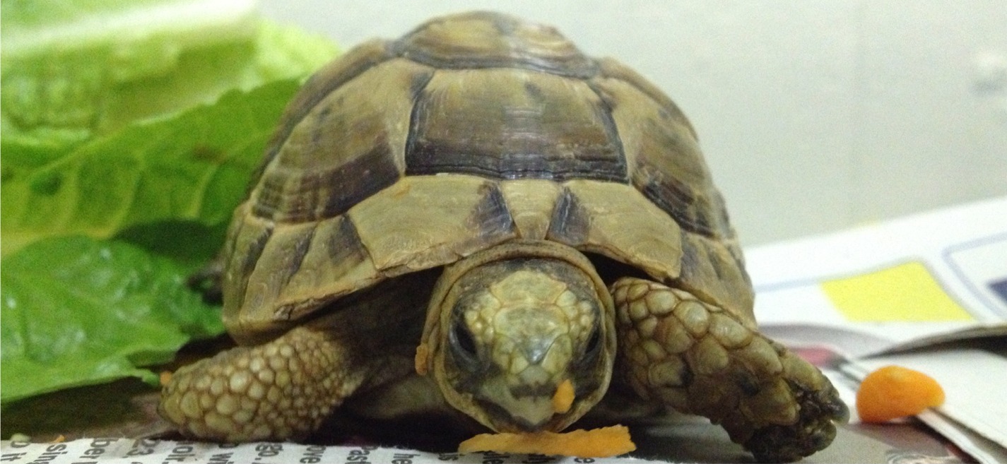 greek spur thighed tortoise for sale