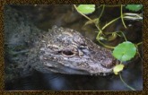3page-alligator
