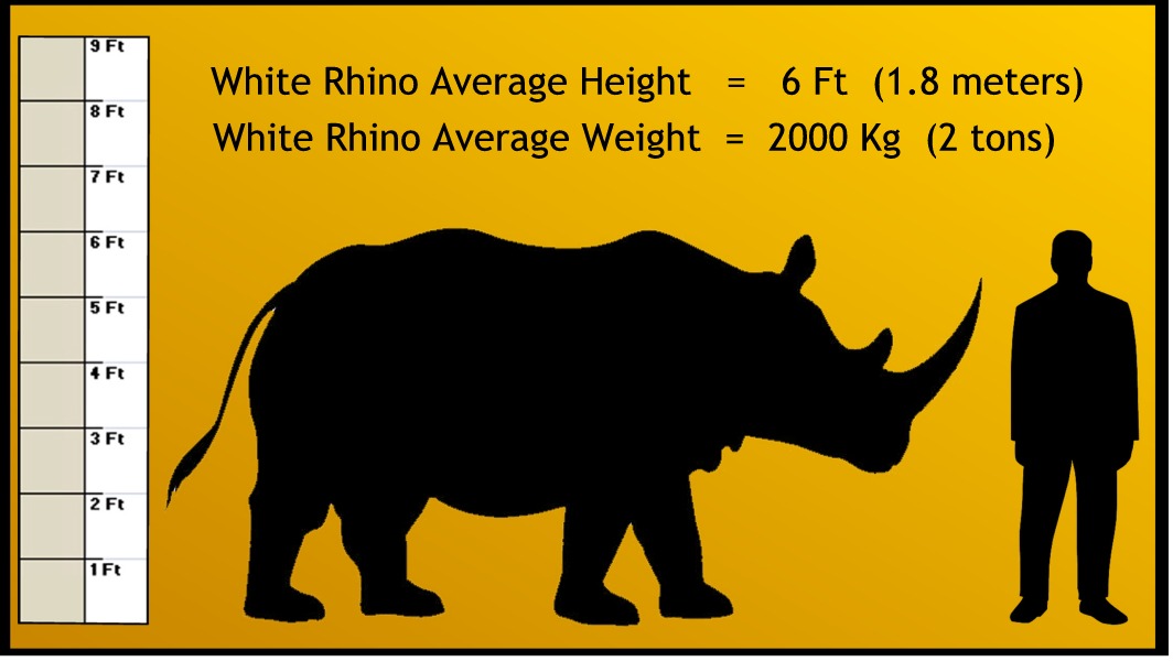 white rhino Weight and Measure