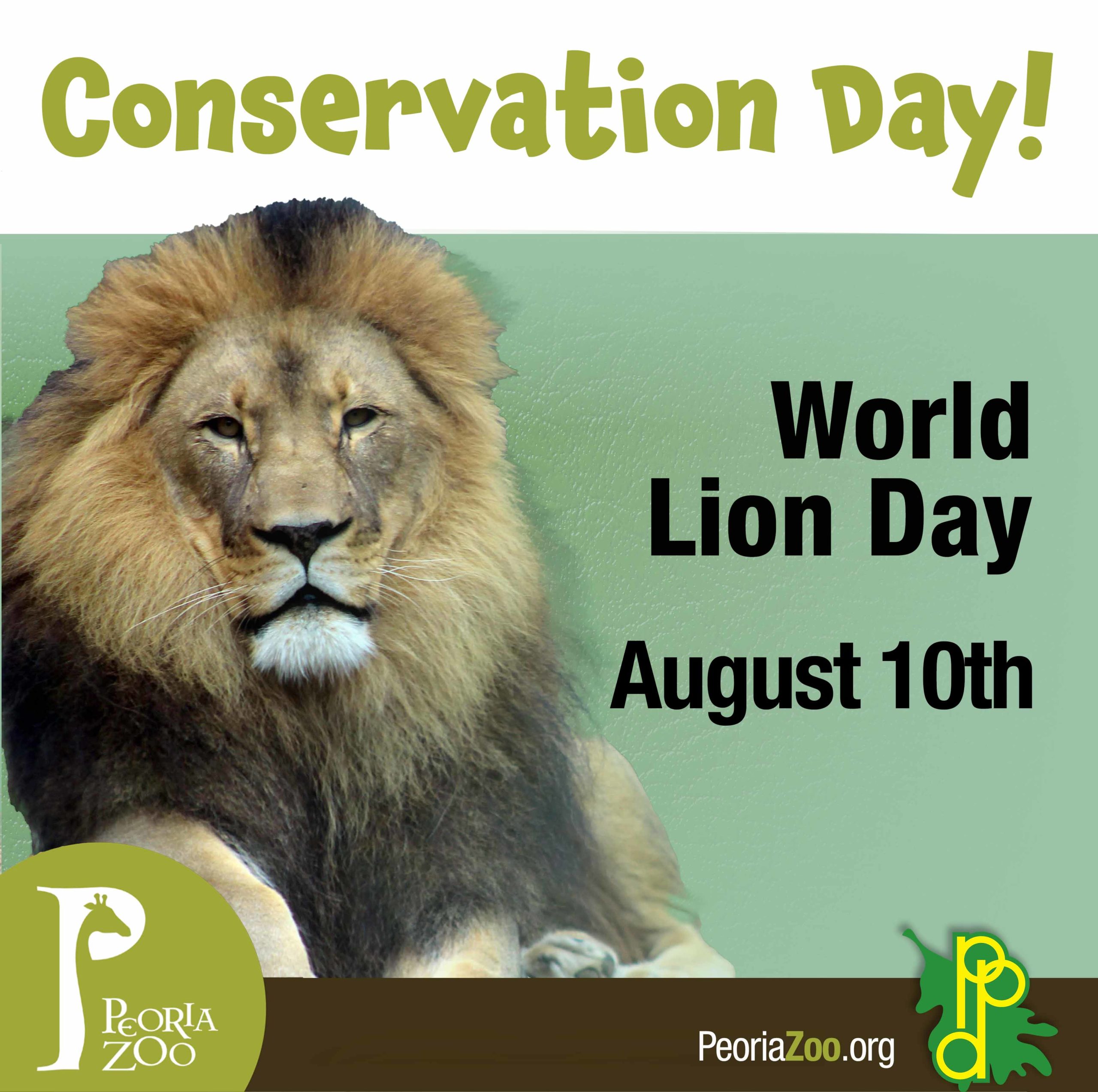 Peoria Zoo World Lion Day Peoria Zoo
